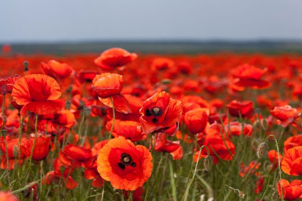 Poppies in Flanders Field World War I Tour Battlefields Tour The Somme