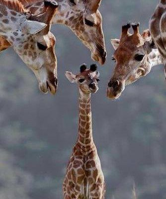 Baby giraffe with 3 adult giraffes looking down at it