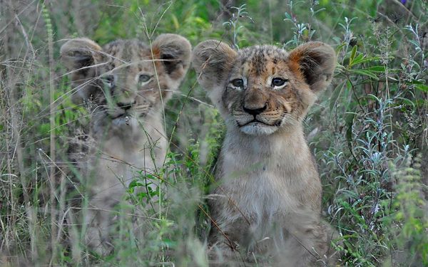Lion Cubs Service Learning Tour Limpopo