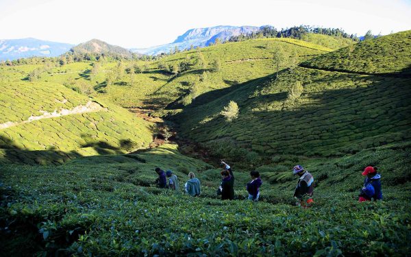 Trekking in tea fields Community Service Learning Tour India