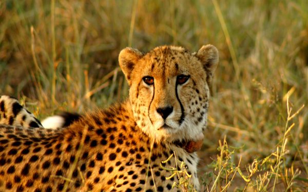Leopard Service Learning Tour Limpopo