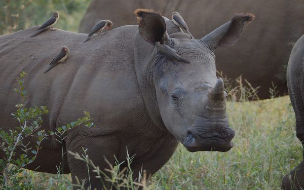 Rhino Service Learning Tour Limpopo