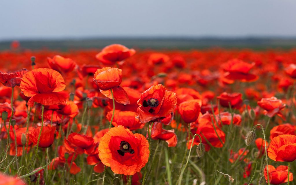 Poppies in Flanders Field World War I Tour Battlefields Tour The Somme