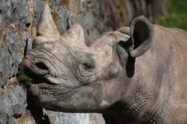 Service Learning Sth Africa Rhinoceros