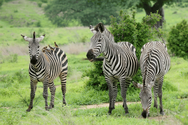 Service Learning Sth Africa Zebra
