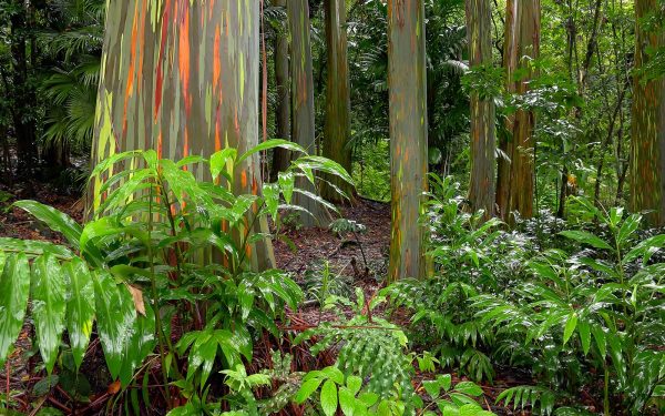 Colourful bark on trees in rainforest