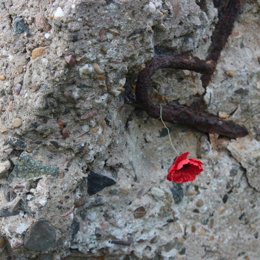 Poppy among limestone