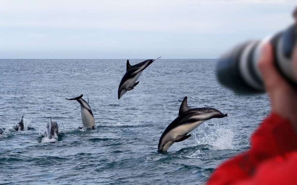 Dolphin watching in New Zealand